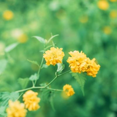 黑色沙漠测试服下载